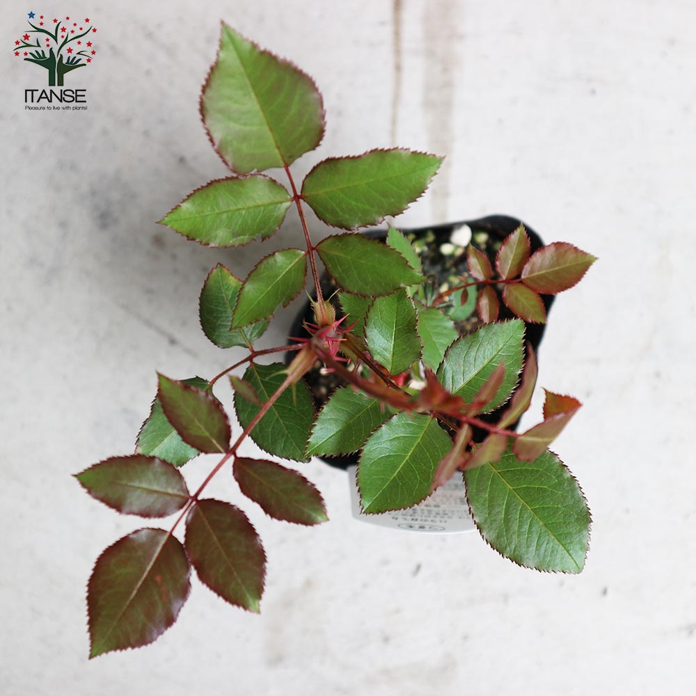 薔薇の苗 ジャストジョイ (四季咲きハイブリッドティーローズ)【花苗新