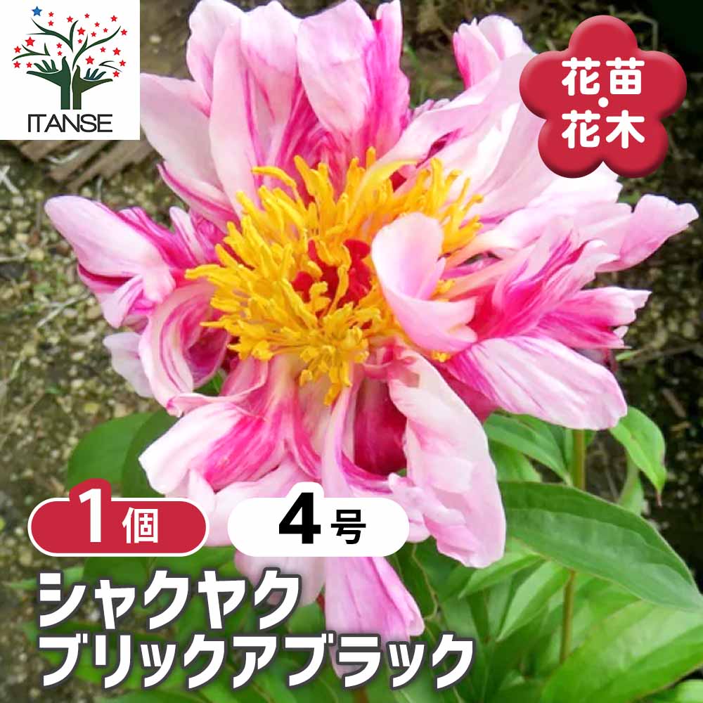 シャクヤク ブリックアブラック 【花木苗 4号／1個売り】