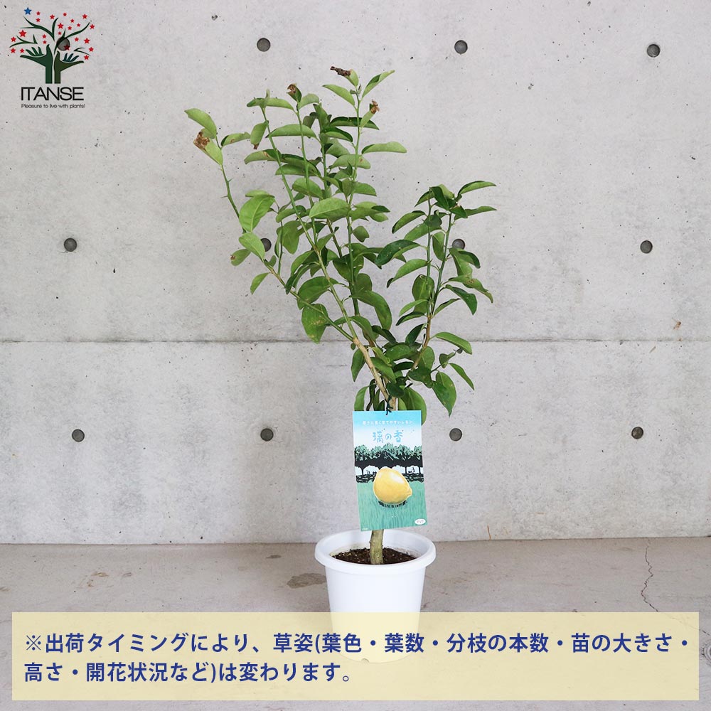 レモンの苗木 ””璃の香(りのか)””【果樹の苗木 7号白プラ鉢 しっかり