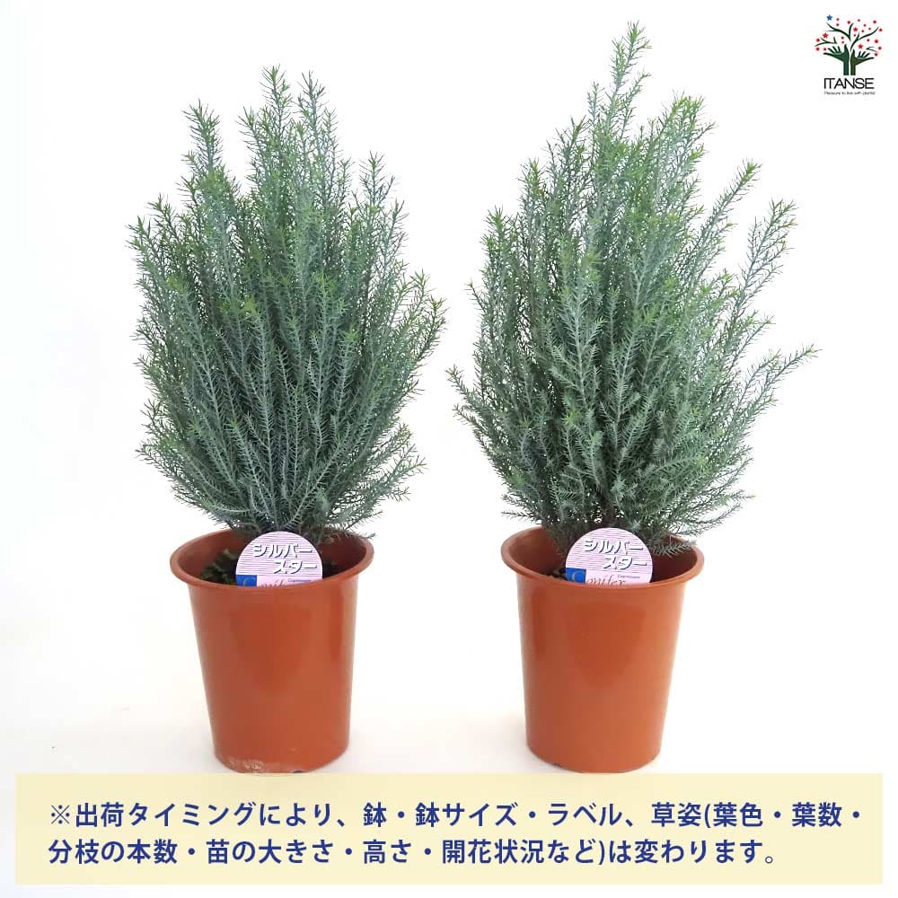 コニファー シルバースター 【庭木 4号／1個売り】｜ 【植物の