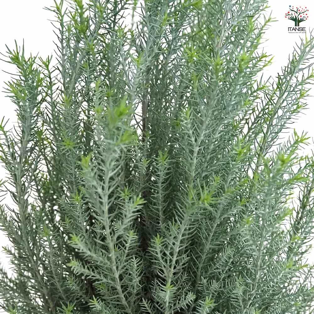 コニファー シルバースター 【庭木 4号／1個売り】｜ 【植物の