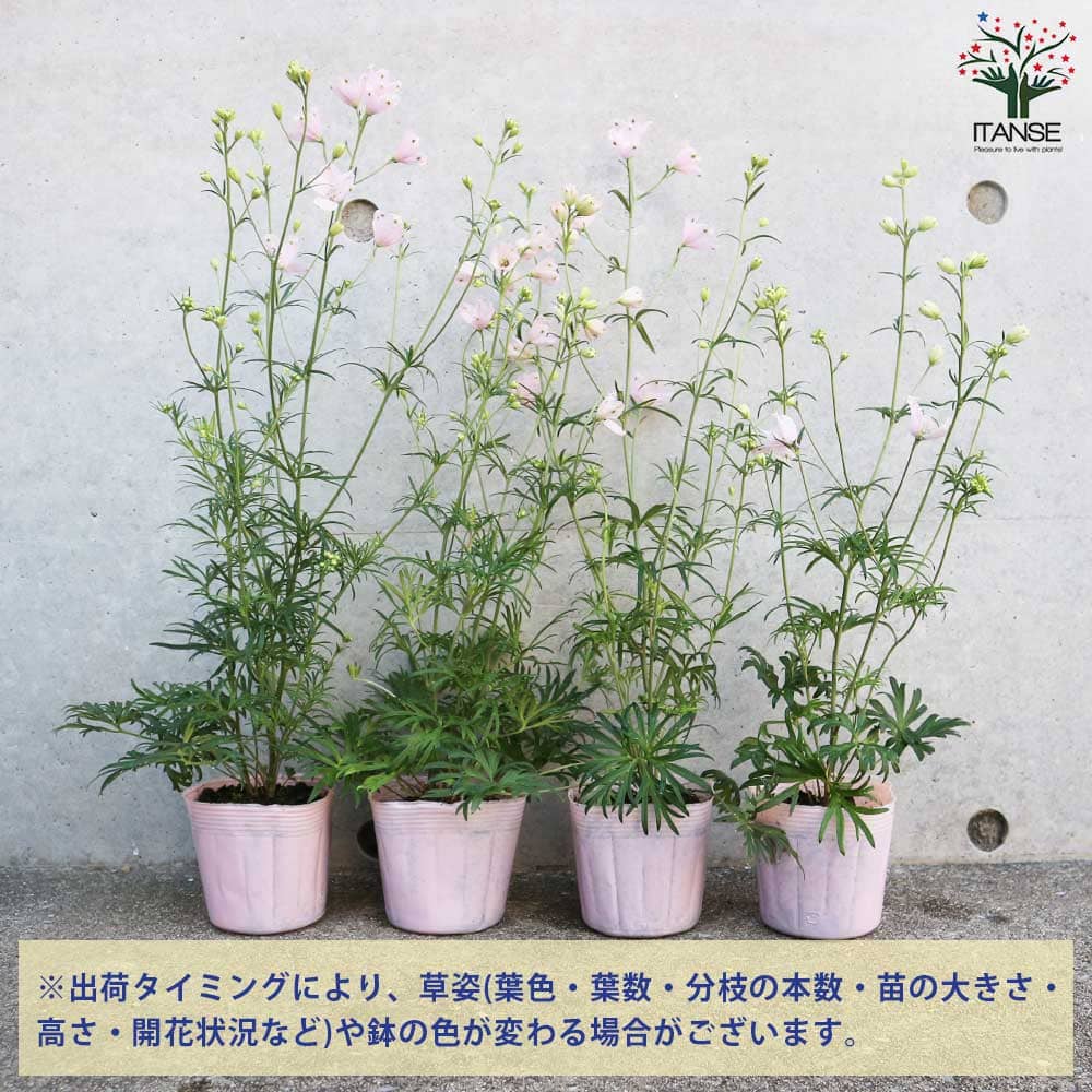 デルフィニューム さくらひめ 【花苗 3.5号】｜ 【植物のITANSE