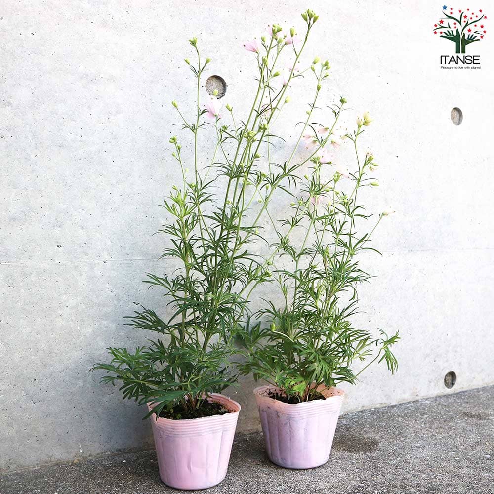 デルフィニューム さくらひめ 【花苗 3.5号】｜ 【植物のITANSE