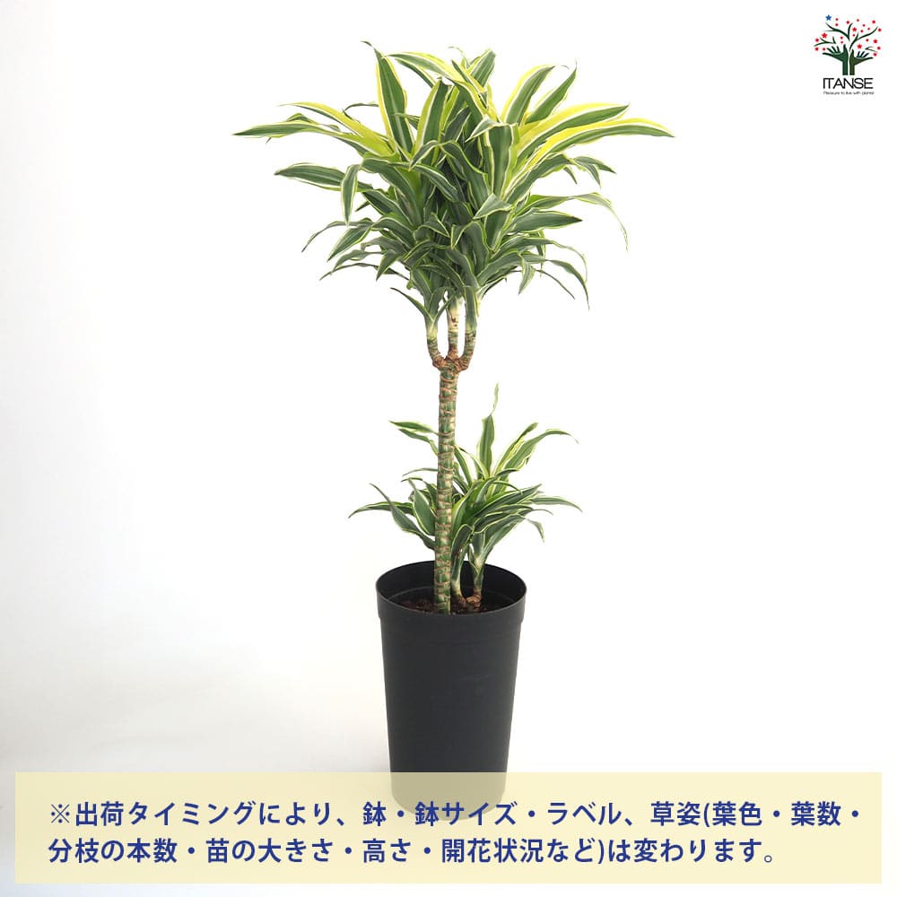 ドラセナ サプライズ 【観葉植物 7号／1個売り】｜ 【植物の