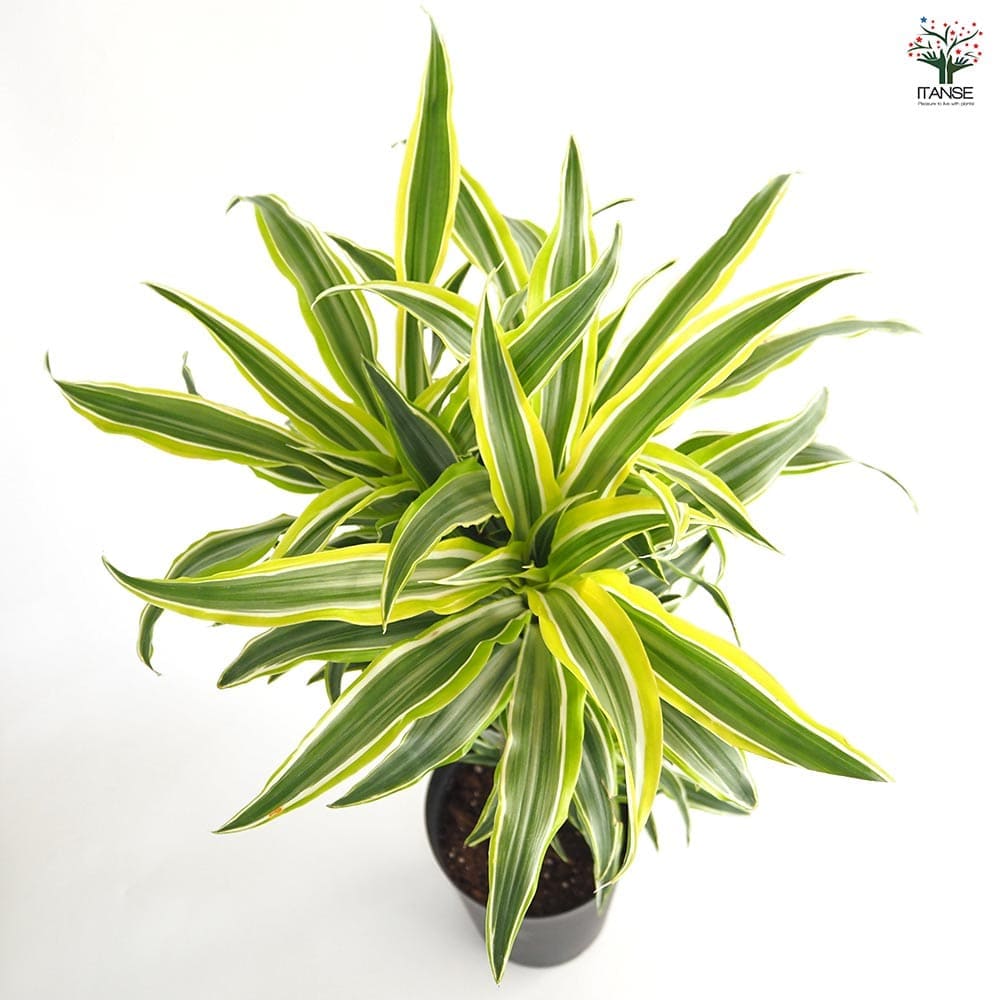 ドラセナ サプライズ 【観葉植物 7号／1個売り】｜ 【植物の