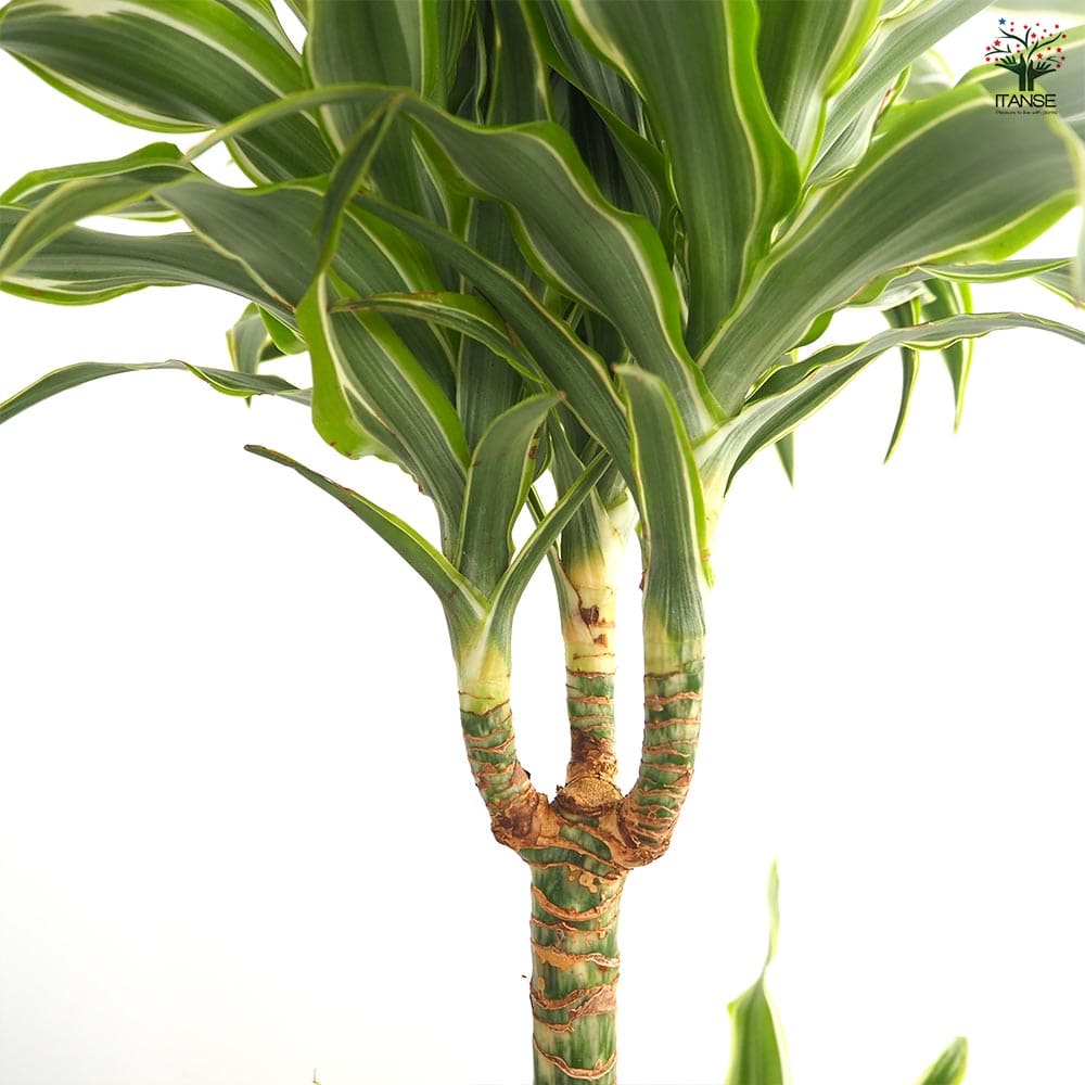 ドラセナ サプライズ 【観葉植物 7号／1個売り】｜ 【植物の