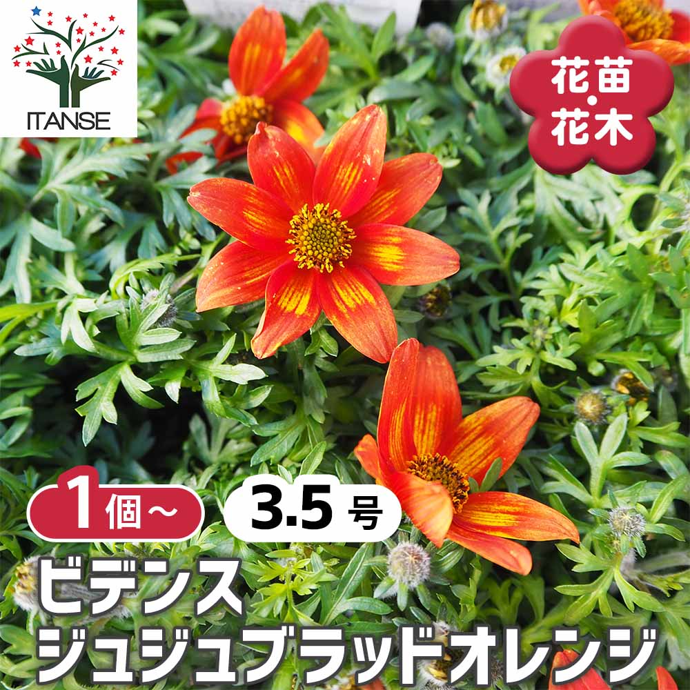 ビデンス ジュジュブラッドオレンジ 【花苗 3.5号】｜ 【植物の