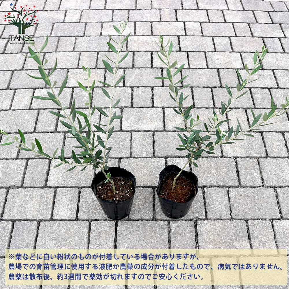 オリーブの木　マンザニロ　10号　約160cm　NO.390　人気品種　一点物 オリーブの木 マンザニロ 10号 約160cm NO.390 人気品種 一点物