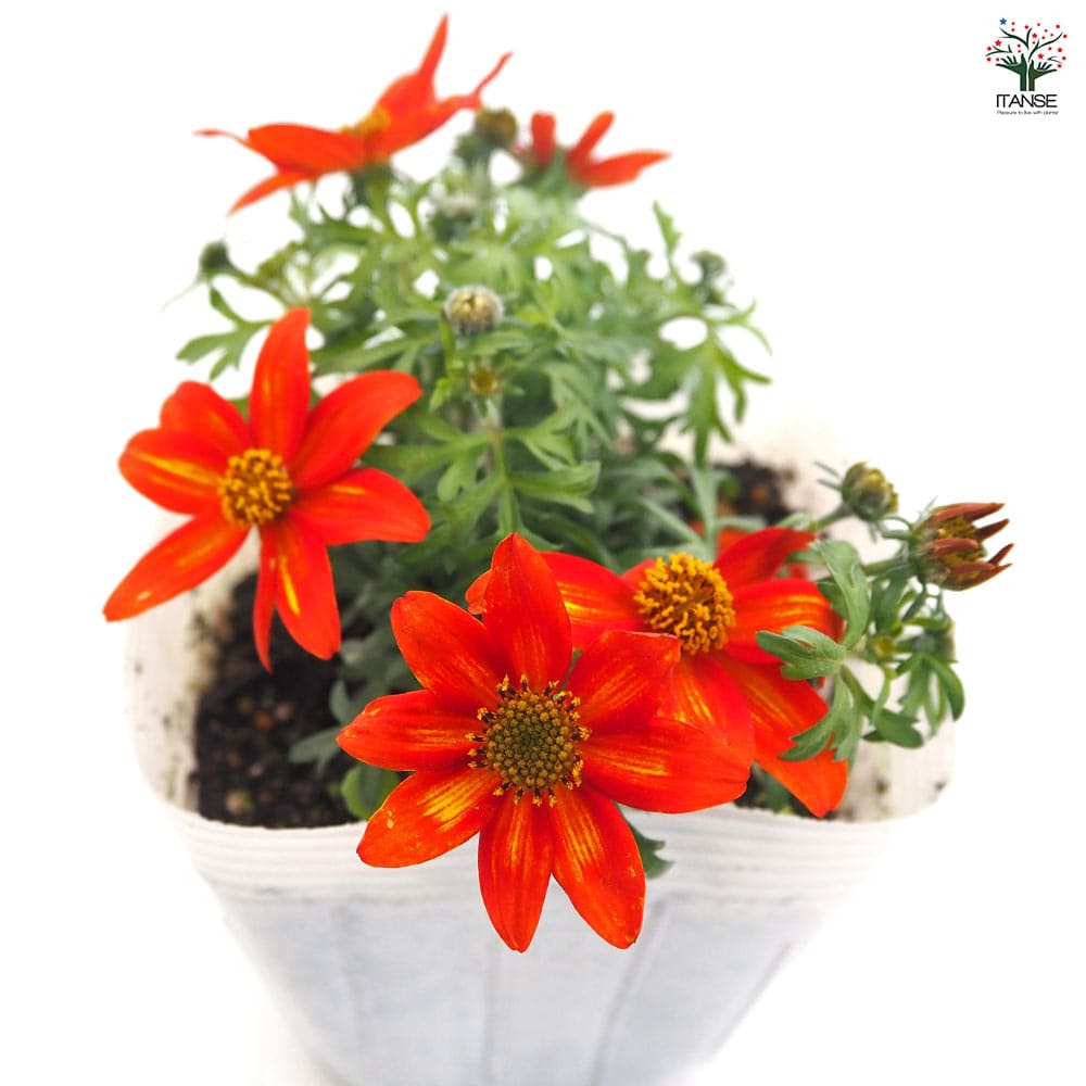 ビデンス ジュジュブラッドオレンジ 【花苗 3.5号】｜ 【植物の