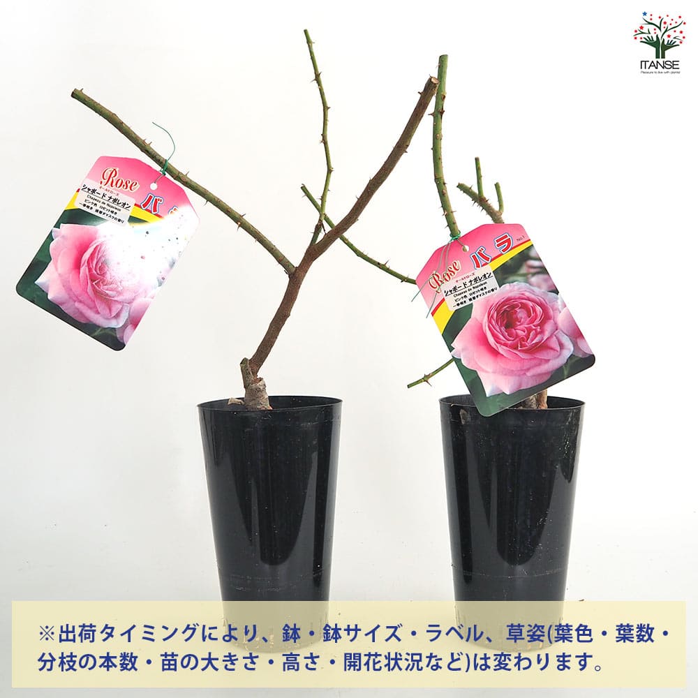 薔薇 シャポード ナポレオン 接木苗【花苗 4号／1個売り】｜ 【植物の
