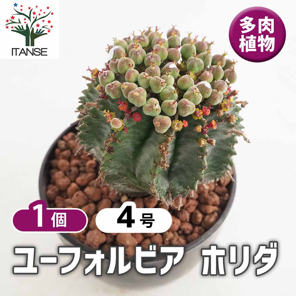 ユーフォルビア ホリダ 【多肉植物 4号／1個売り】｜ 【植物の