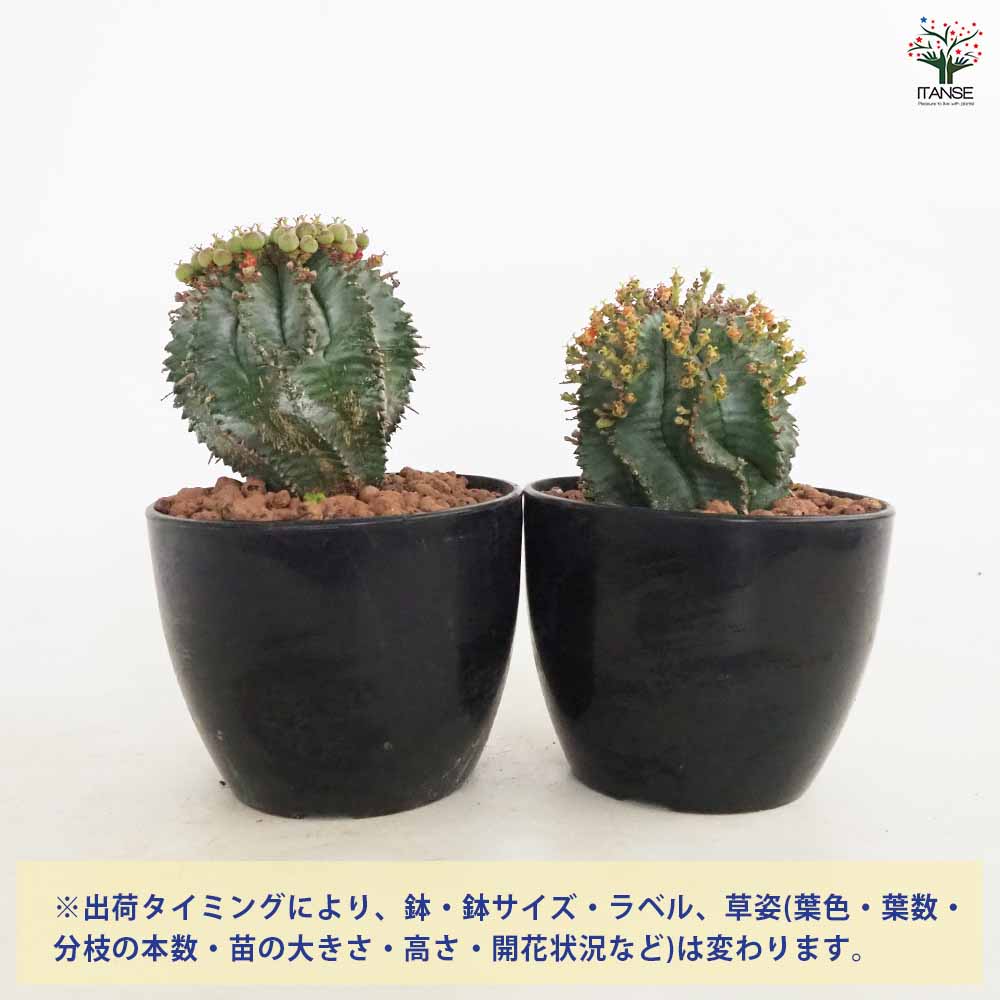 ユーフォルビア ホリダ 【多肉植物 4号／1個売り】｜ 【植物の