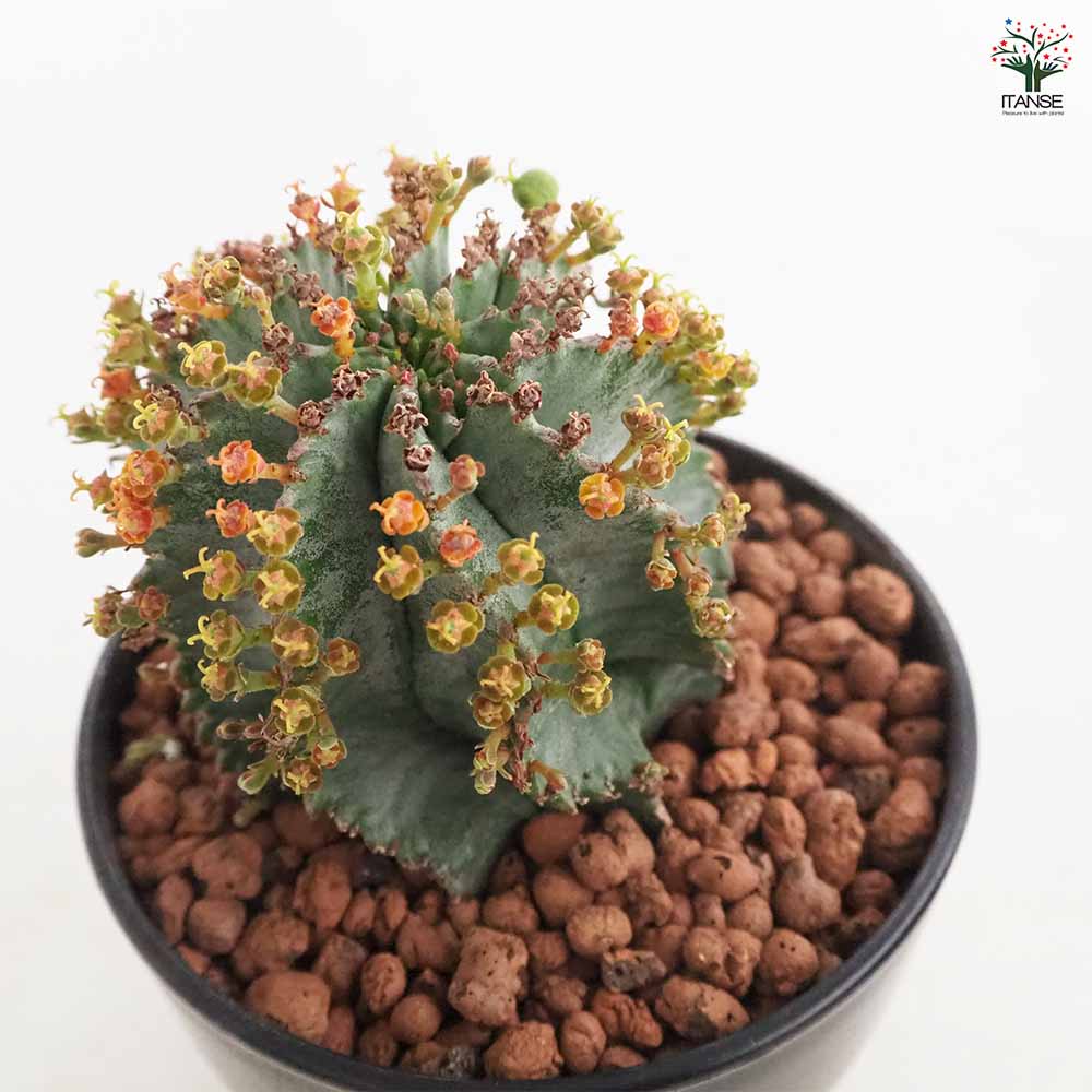 ユーフォルビア ホリダ 【多肉植物 4号／1個売り】｜ 【植物の