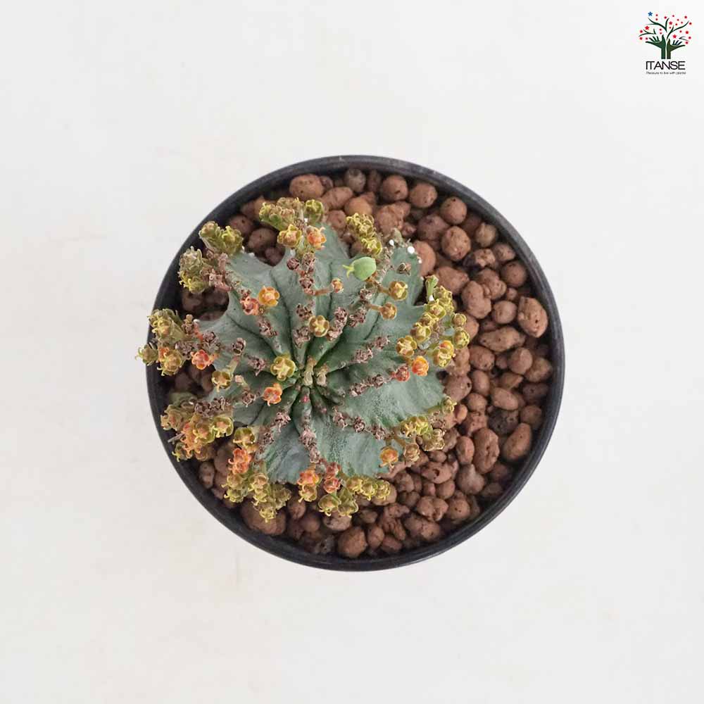 ユーフォルビア ホリダ　多肉植物 Euphorbia Horrida ユーフォルビア・ホリダ 多肉植物 ミニ鉢 | plants