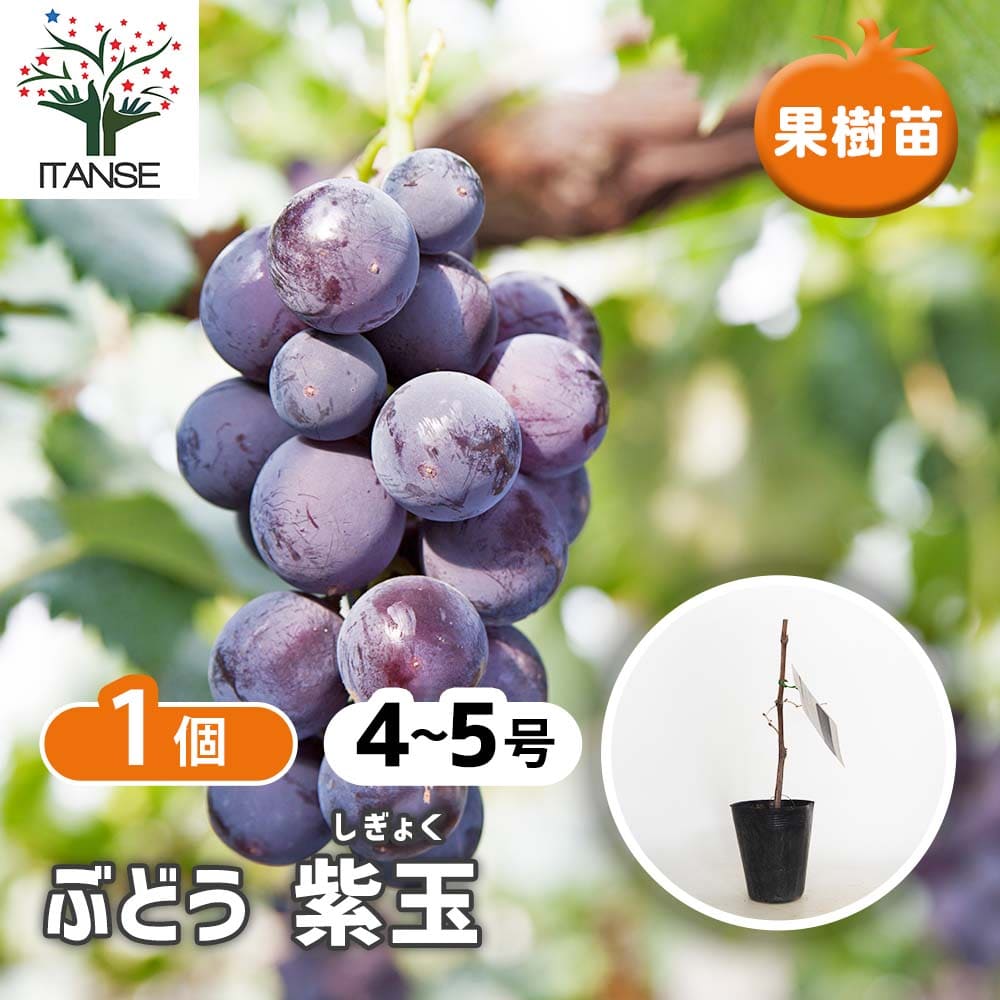ぶどうの苗 紫玉 【果樹の苗木 4号／1個売り】｜ 【植物のITANSE