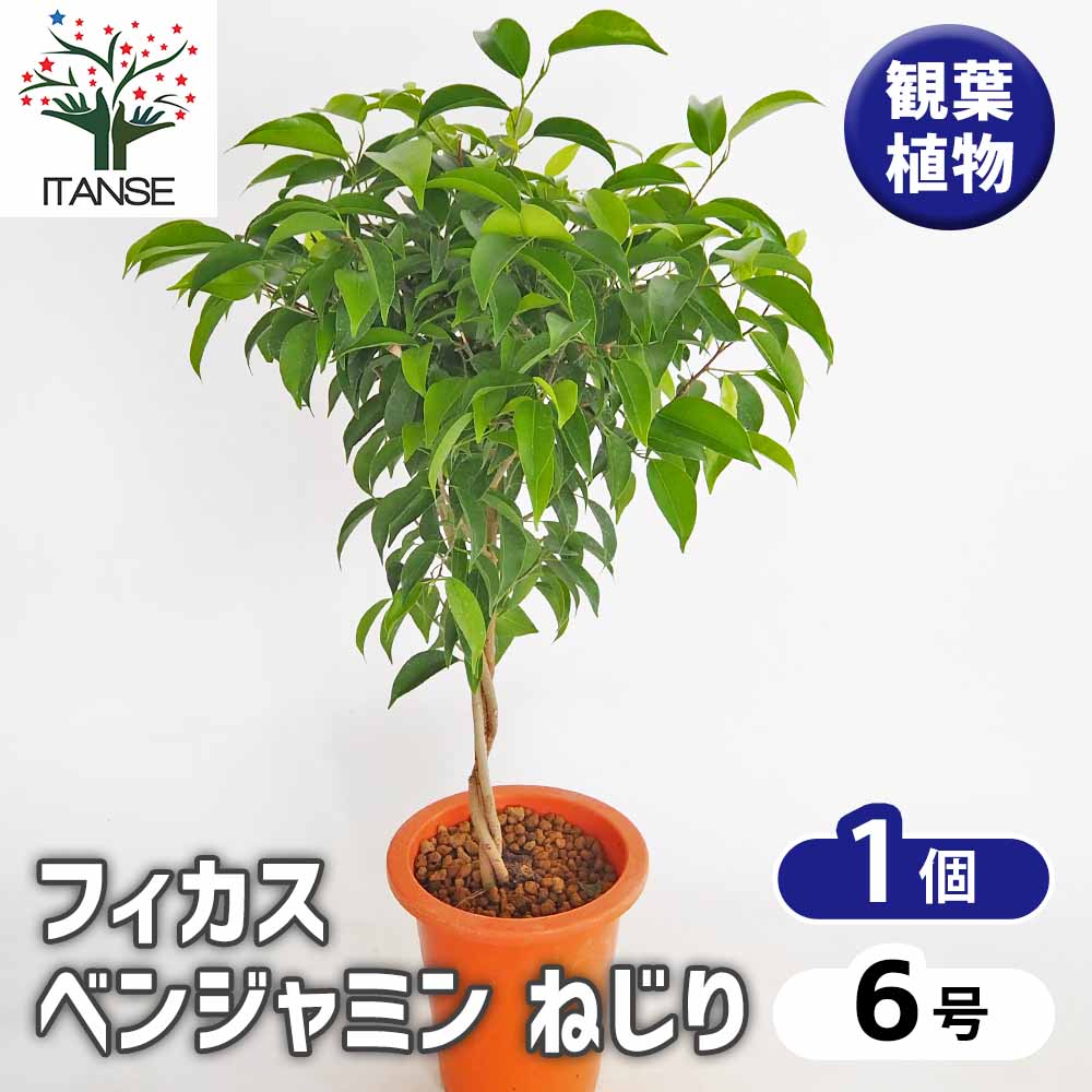 フィカス ベンジャミン ねじり仕立て 【観葉植物 6号／1個売り