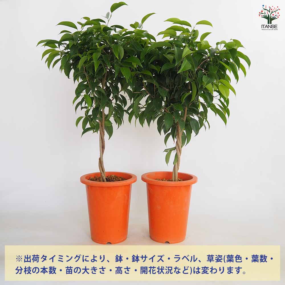 フィカス ベンジャミン ねじり仕立て 【観葉植物 6号／1個売り