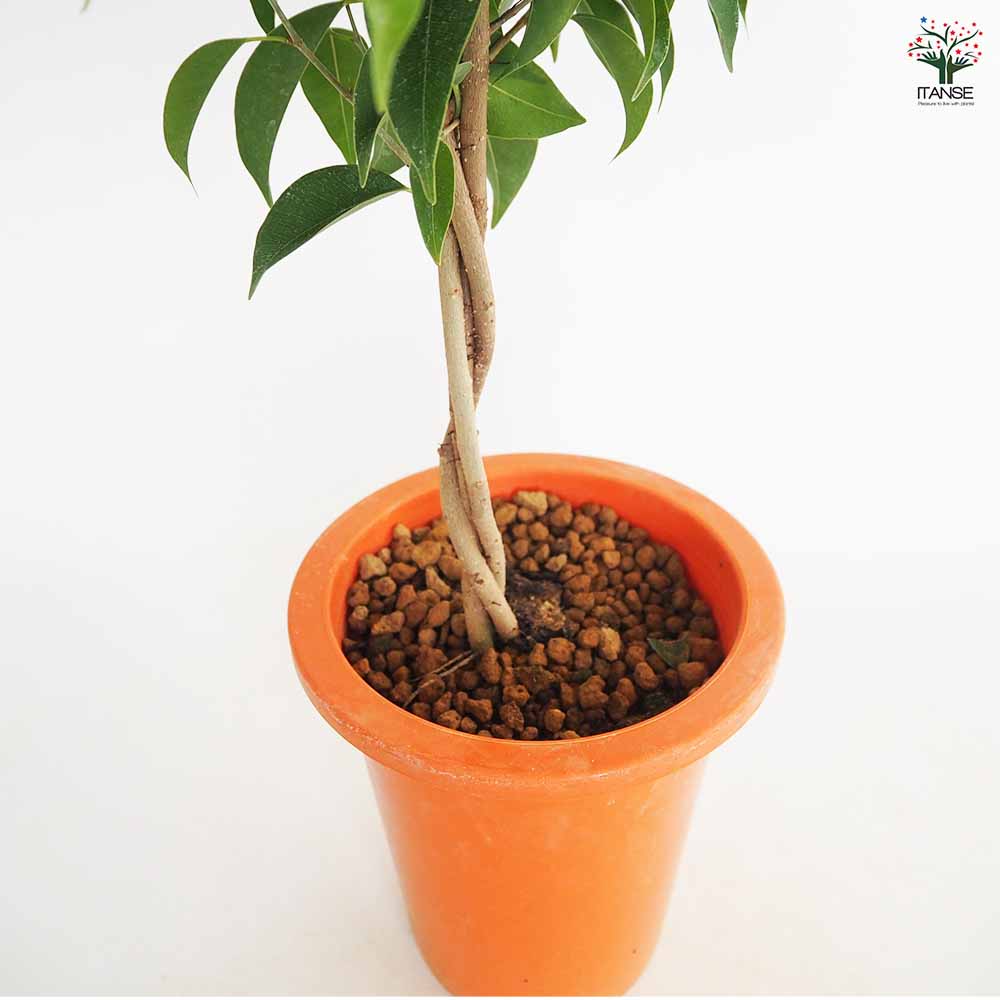 フィカス ベンジャミン ねじり仕立て 【観葉植物 6号／1個売り