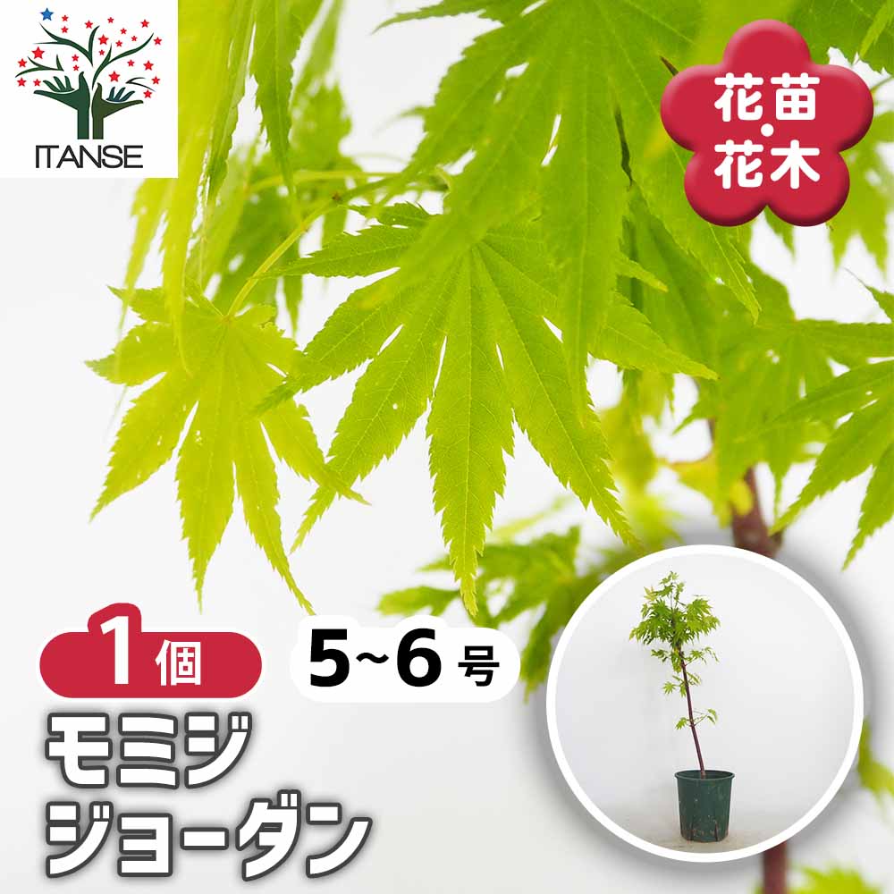 モミジ(カエデ)の苗木 ジョーダン 【花木苗 5号／1個売り】｜ 【植物の