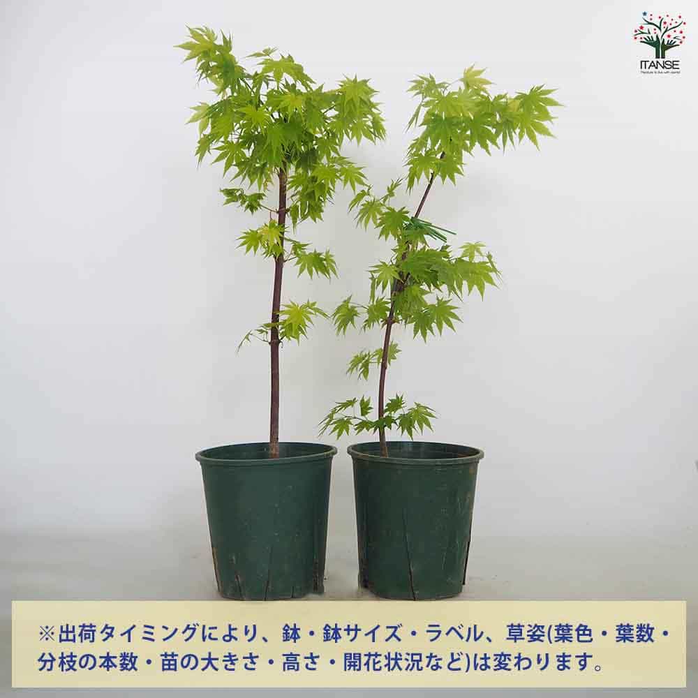 モミジ(カエデ)の苗木 ジョーダン 【花木苗 5号／1個売り】｜ 【植物の