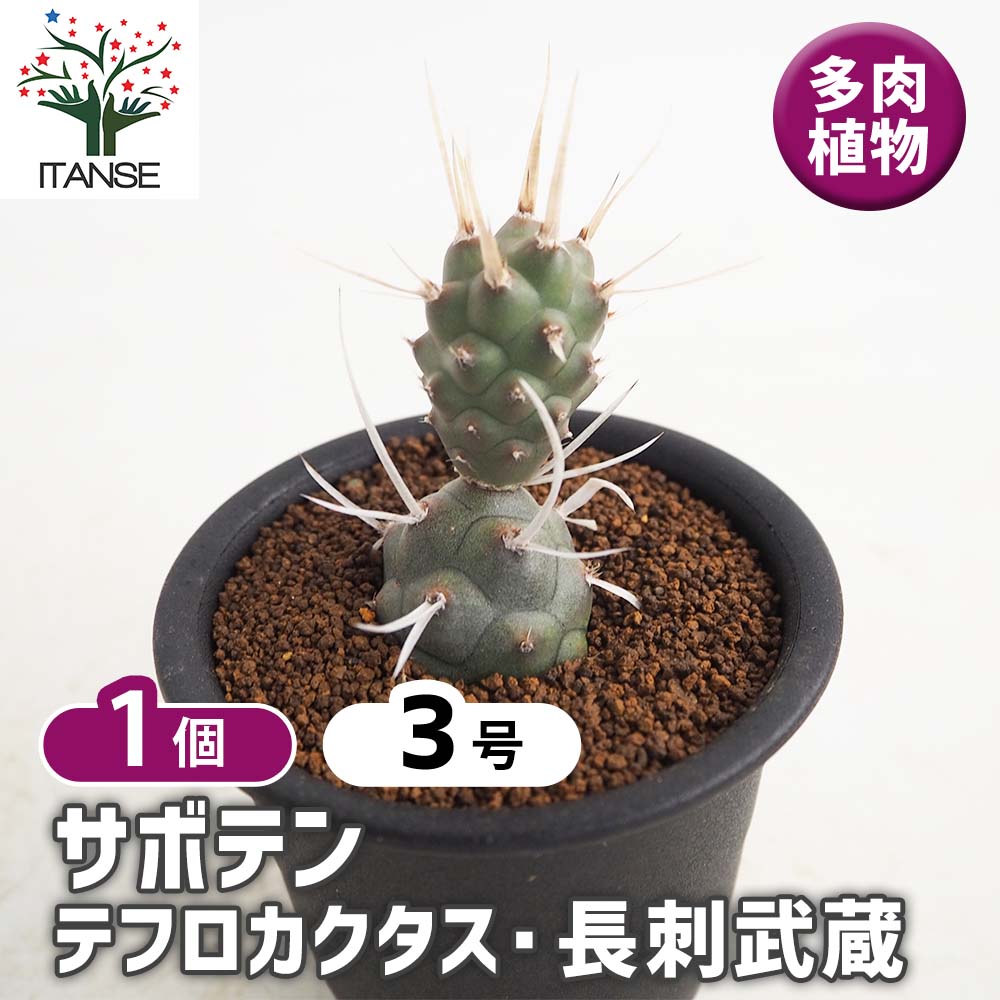 サボテン テフロカクタス 長刺武蔵野 【多肉植物 3号/1個売り】