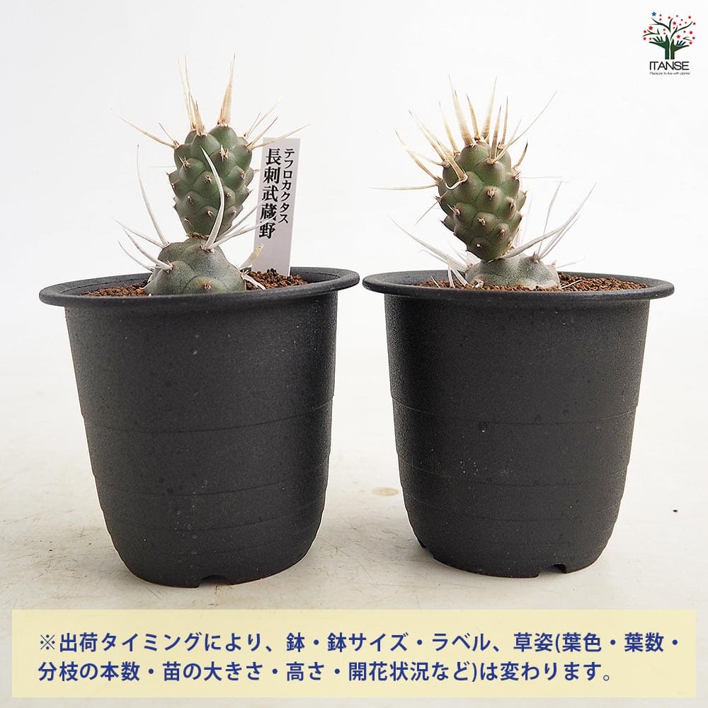 サボテン テフロカクタス 長刺武蔵野 【多肉植物 3号/1個売り】