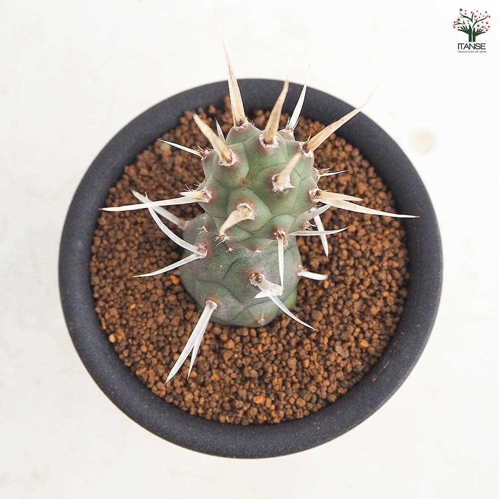 サボテン テフロカクタス 長刺武蔵野 【多肉植物 3号/1個売り】