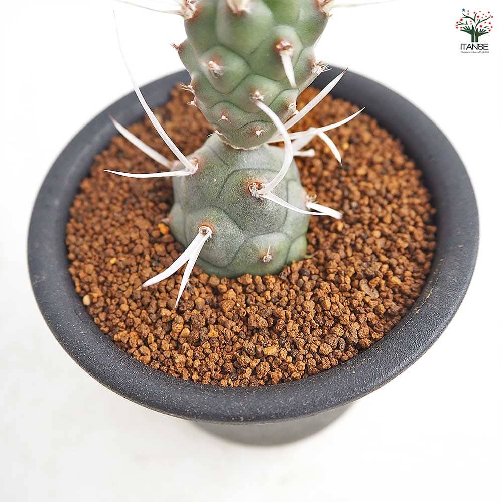 サボテン テフロカクタス 長刺武蔵野 【多肉植物 3号/1個売り】