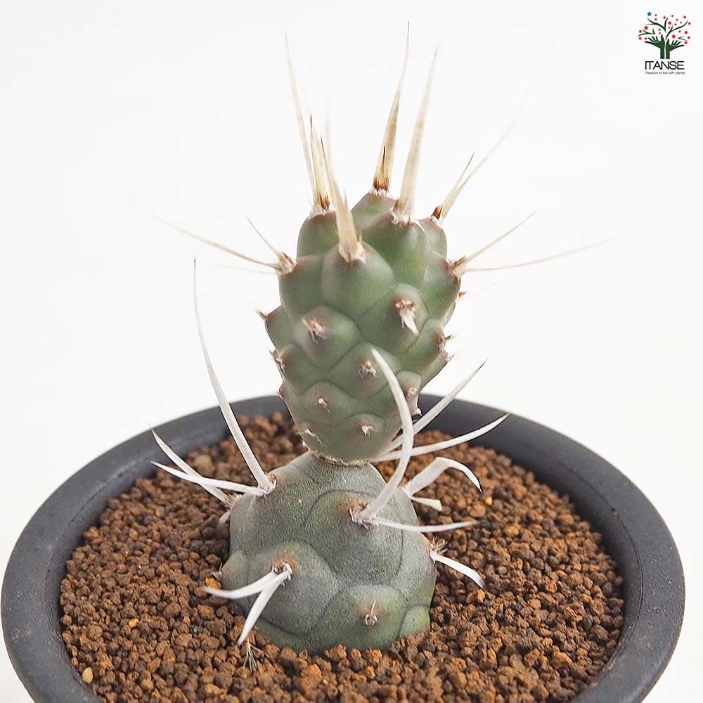 サボテン テフロカクタス 長刺武蔵野 【多肉植物 3号/1個売り】