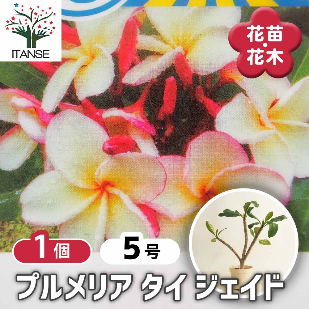 プルメリアの苗 タイジェイド 【花木苗 5号／1個売り】｜ 【植物の