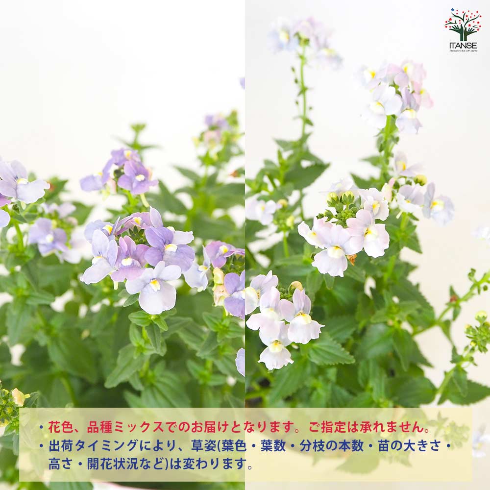 宿根ネメシア メロディ 花色見計らい 【 花苗 3.5号 】｜ 【植物の