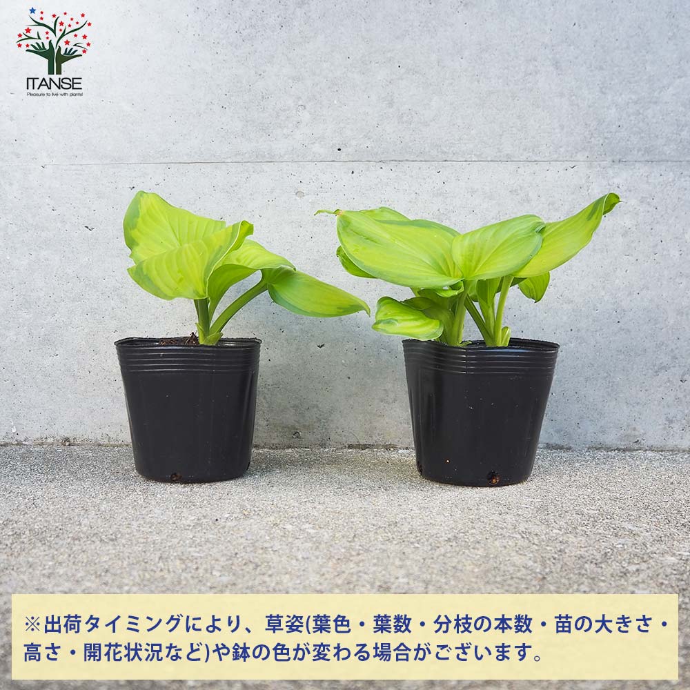 ホスタ ステンドグラス【花苗 4号ポット／1個売り】｜ 【植物の