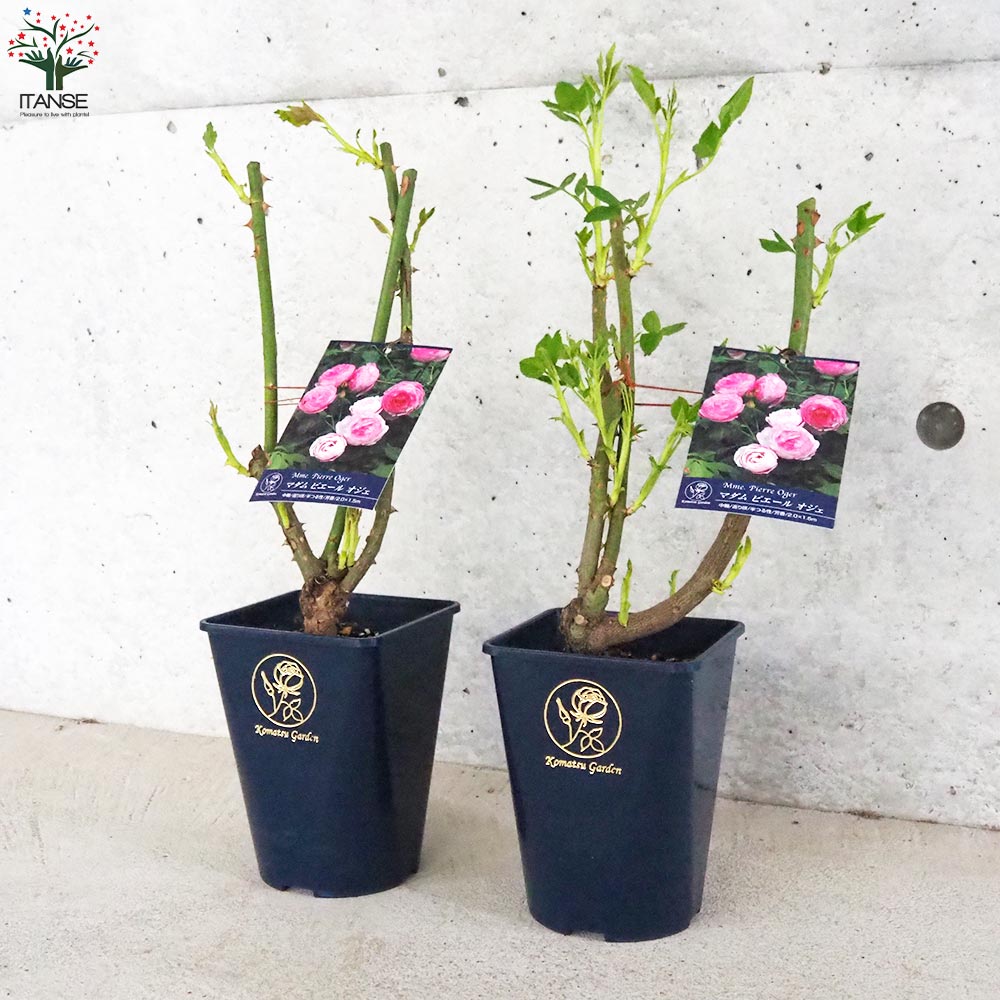 薔薇苗 オールドローズ・ピエール オジェ【花苗 5号角鉢／1個売り