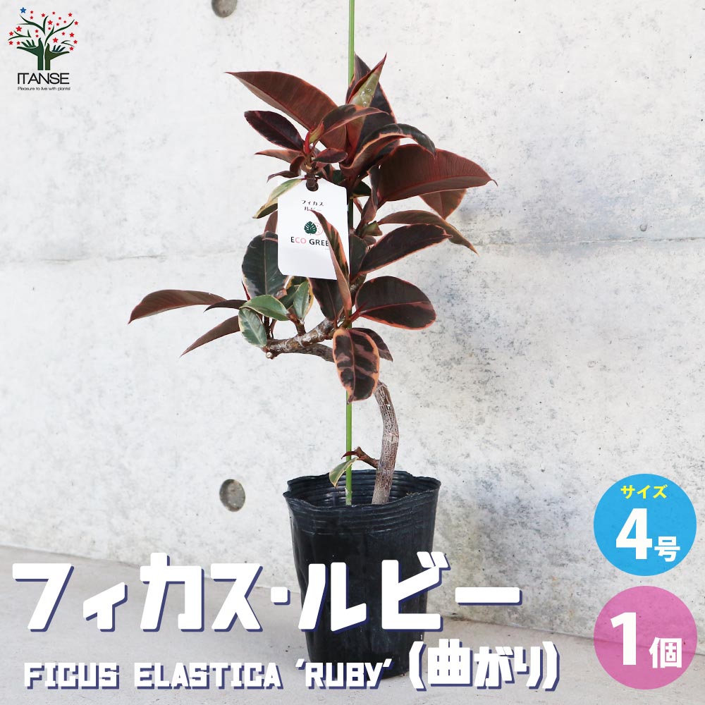 フィカス ルビー 曲がり仕立て【観葉植物 4号／1個売り】｜ 【植物の