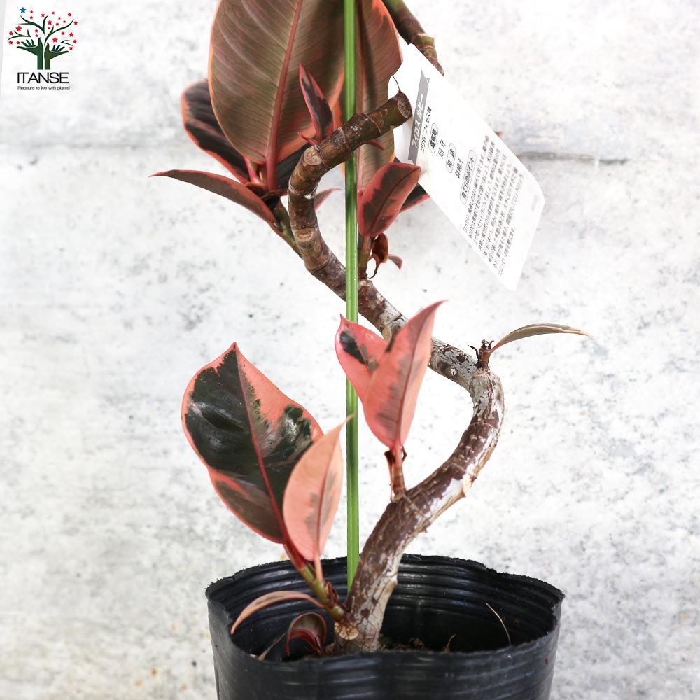フィカス ルビー 曲がり仕立て【観葉植物 4号／1個売り
