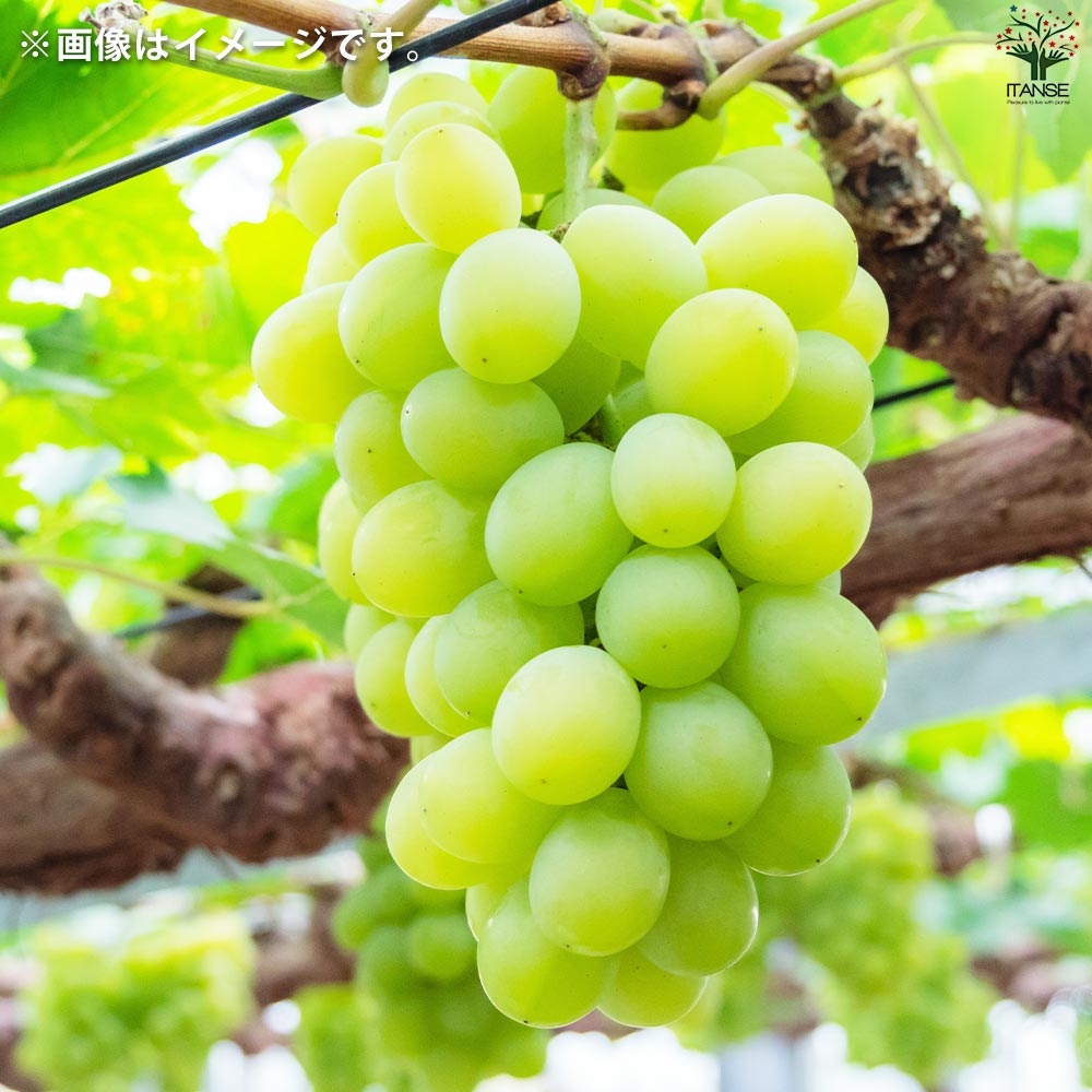 ぶどうの苗 品種：マスカット オブ アレキサンドリア【果樹の苗 12cmポット 1年生 接木苗／1個売り】