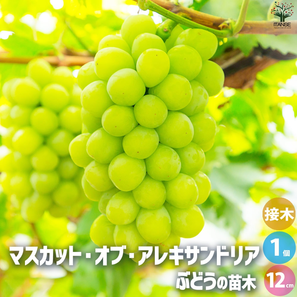 ぶどうの苗 品種：マスカット オブ アレキサンドリア【果樹の苗 12cmポット 1年生 接木苗／1個売り】
