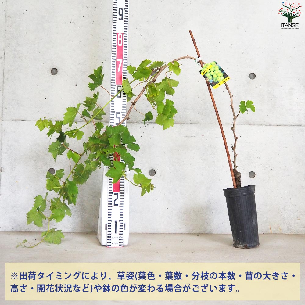 ぶどうの苗 品種：マスカット オブ アレキサンドリア【果樹の苗 12cmポット 1年生 接木苗／1個売り】