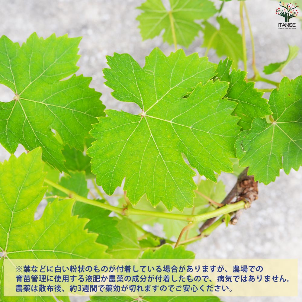 ぶどうの苗 品種：マスカット オブ アレキサンドリア【果樹の苗 12cmポット 1年生 接木苗／1個売り】