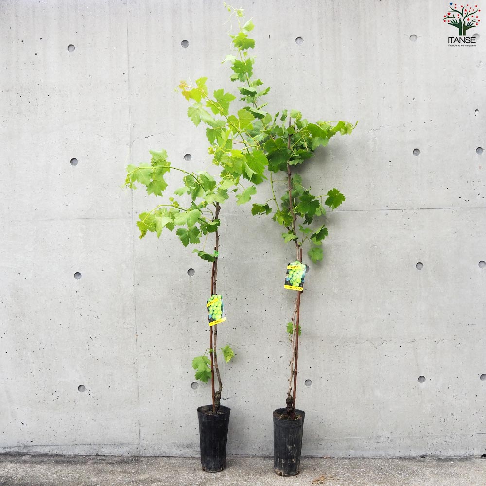 ぶどうの苗 品種：マスカット オブ アレキサンドリア【果樹の苗 12cmポット 1年生 接木苗／1個売り】