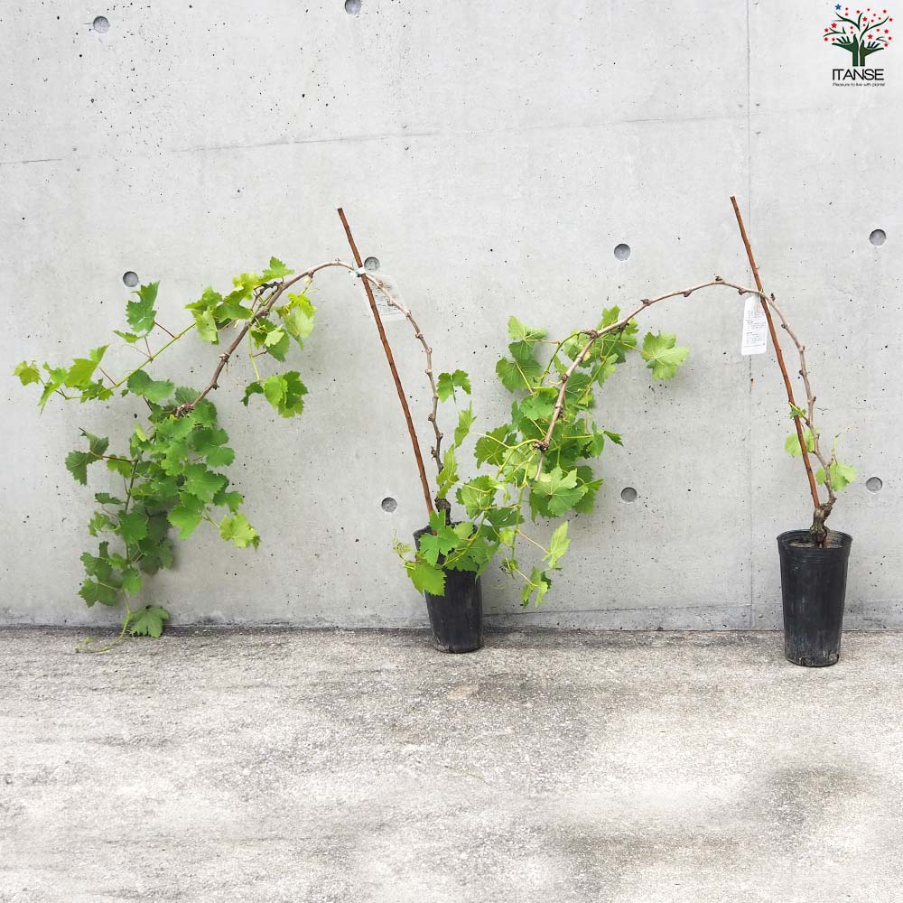 ぶどうの苗 品種：マスカット オブ アレキサンドリア【果樹の苗 12cmポット 1年生 接木苗／1個売り】