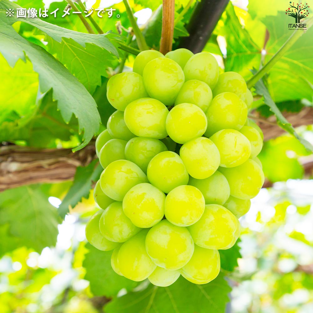 ぶどうの苗 品種：マスカット オブ アレキサンドリア【果樹の苗 12cmポット 1年生 接木苗／1個売り】