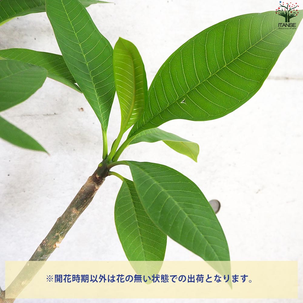 プルメリア　シンクロなニシティーとボレロ2株セット 苗木 鉢ごと発送 プルメリア シンクロなニシティーとボレロ2株セット 苗木 鉢ごと