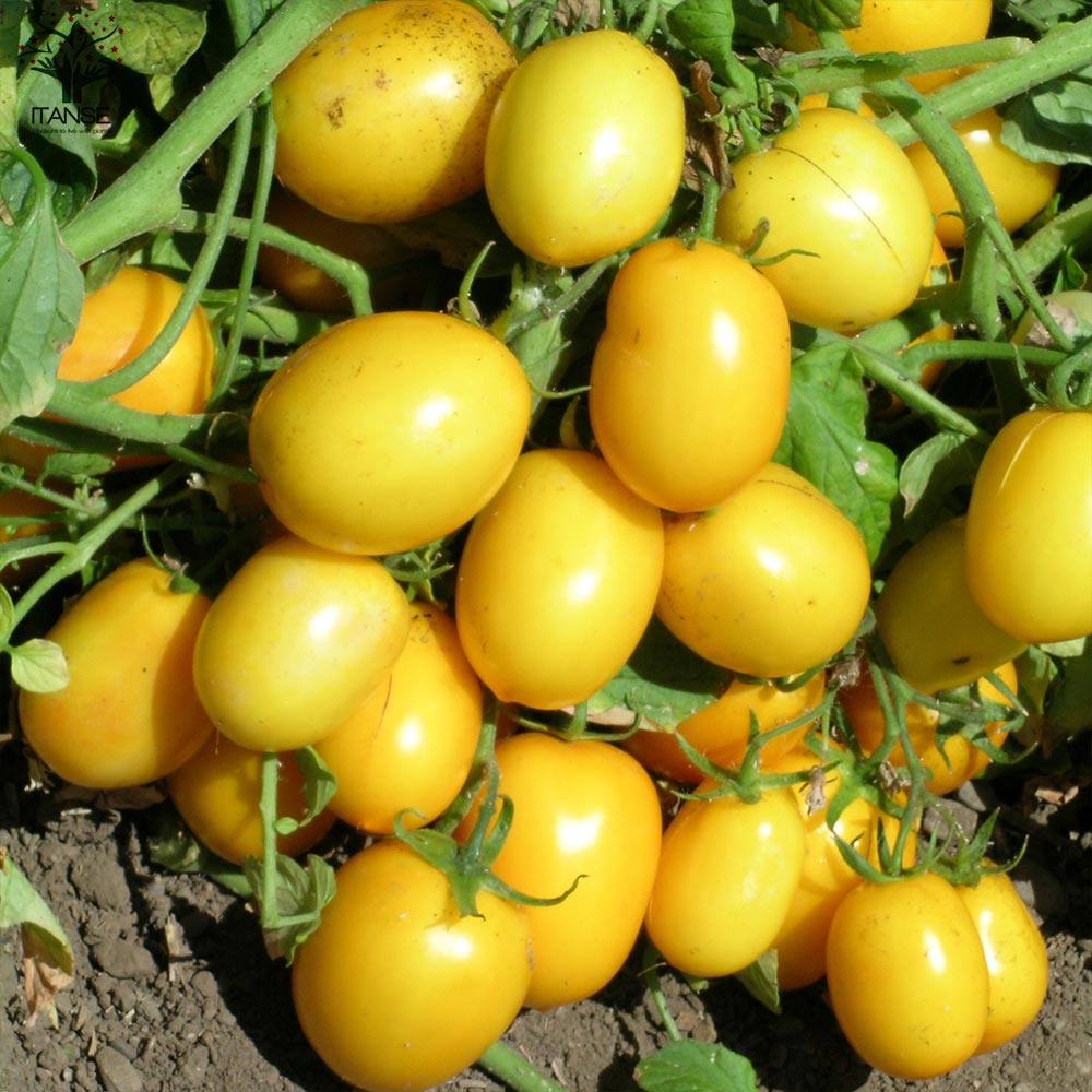 ミニトマトの苗 イエローアイコ 高糖度・カラフル2個～【野菜の