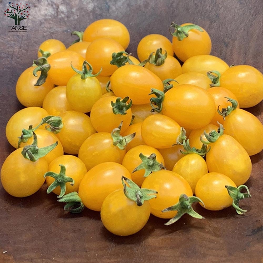 ミニトマトの苗 イエローアイコ 高糖度・カラフル2個～【野菜の苗 10.5cmポット 自根苗】