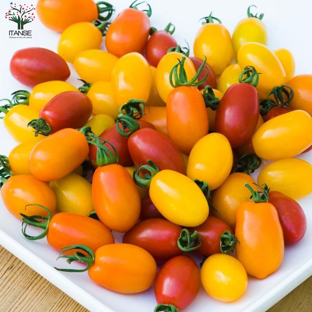 ミニトマトの苗 イエローアイコ 高糖度・カラフル2個～【野菜の苗 10.5cmポット 自根苗】