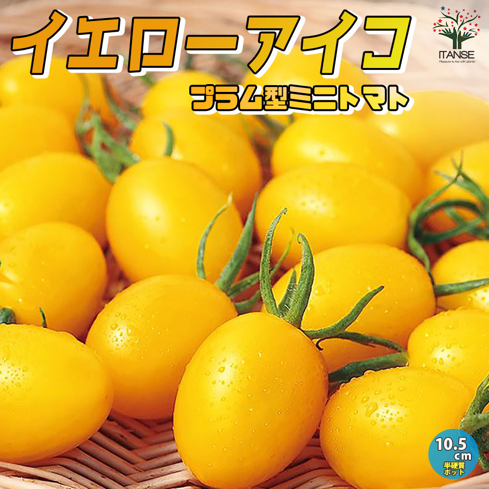 ミニトマトの苗 イエローアイコ 高糖度・カラフル2個～【野菜の苗 10.5cmポット 自根苗】