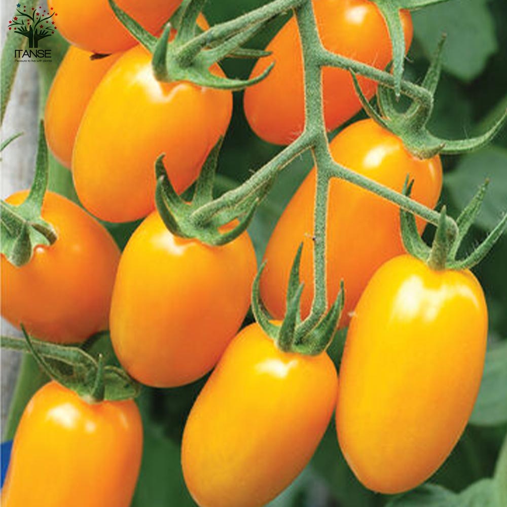 ミニトマトの苗 イエローアイコ 高糖度・カラフル2個～【野菜の苗 10.5cmポット 自根苗】