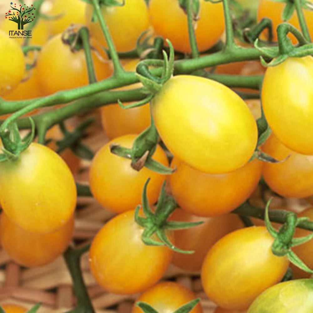 ミニトマトの苗 イエローアイコ 高糖度・カラフル2個～【野菜の苗 10.5cmポット 自根苗】