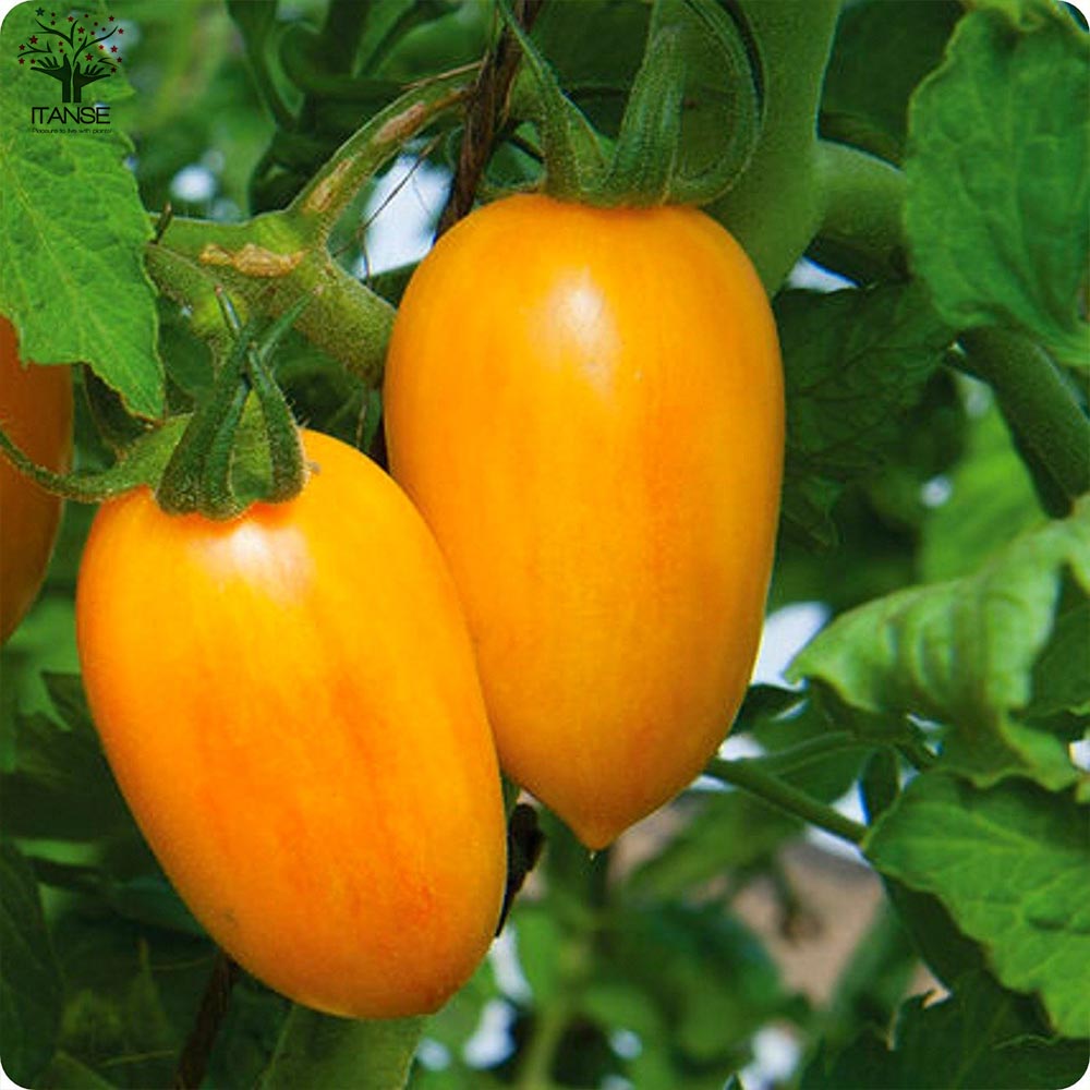 ミニトマトの苗 イエローアイコ 高糖度・カラフル2個～【野菜の苗 10.5cmポット 自根苗】